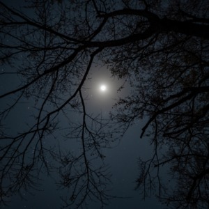 夜の森